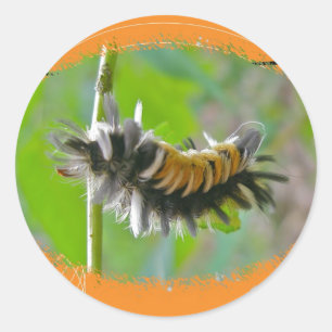 Sticker Rond Lait Tussock Moth Caterpillar Orange Items