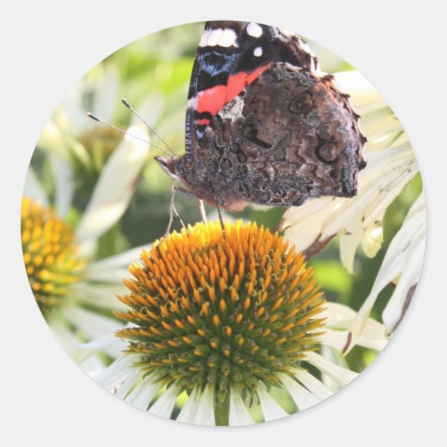 Sticker Rond L'amiral papillon sur la fleur (Devant)