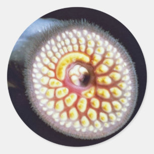 Sticker Rond Lamproie marine