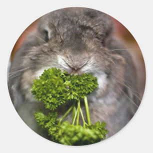 Sticker Rond L'Andora le lapin : Attaque de persil