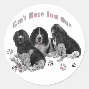 STICKER ROND LANDSEER TERRE-NEUVE NE PEUT PAS AVOIR JUSTE UN