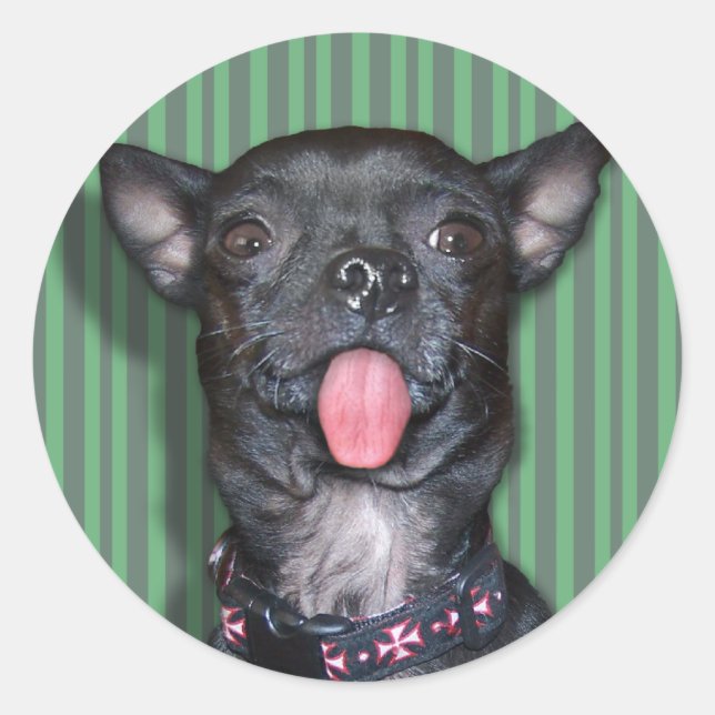 Sticker Rond Langue Chihuahua Chien (Devant)