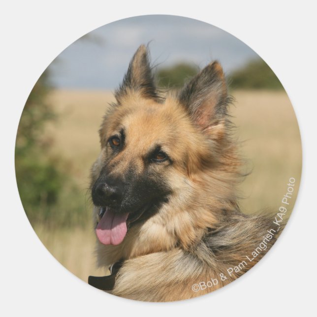Sticker Rond Langue de berger allemande (Devant)