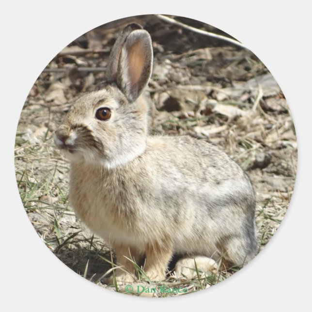 Sticker Rond Lapin à queue de coton R24 (Devant)