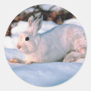 Sticker Rond Lapin blanc
