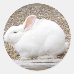 Sticker Rond Lapin blanc mou
