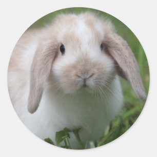 Sticker Rond Lapin de la Hollande Lop de bébé