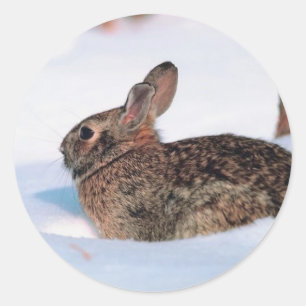 Sticker Rond Lapin d'hiver