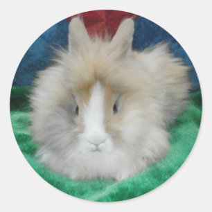 Sticker Rond Lapin Lapin Lapin Lionhead Fluffy