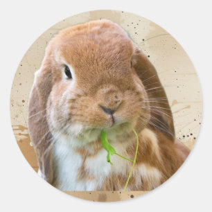 Sticker Rond Lapin Mignon Animal de Compagnie