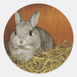 Sticker Rond Lapin nain du Pays-Bas