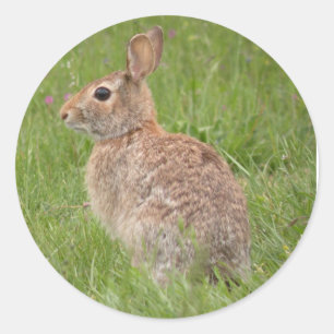 Sticker Rond Lapin sauvage dans mon Jardin