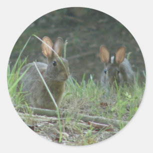 Sticker Rond Lapins sauvages Cottontail Est Paire Vêtements Cad