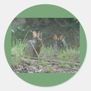 Sticker Rond Lapins sauvages Cottontail Est Paire Vêtements Cad