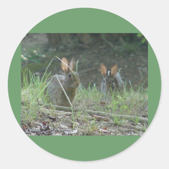 Sticker Rond Lapins sauvages Cottontail Est Paire Vêtements Cad (Devant)