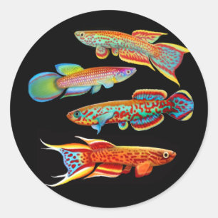 Sticker Rond L'autocollant Killifish