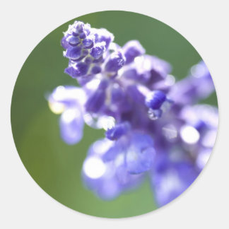 Sticker Rond Lavande