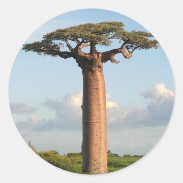 Sticker Rond Le baobab Madagascar de Grandidier (Devant)