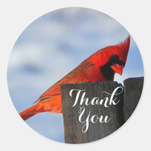 Sticker Rond Le cardinal rouge sur le Merci en bois