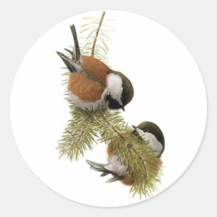Sticker Rond Le Chickadee Châtaigne-soutenu de Fuertes