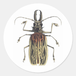 Sticker Rond Le coléoptère à longue corne, Prionus Cervicornis