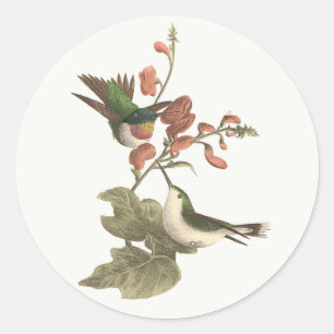 Sticker Rond Le colibri à gorge rouge ou à gorge rubis