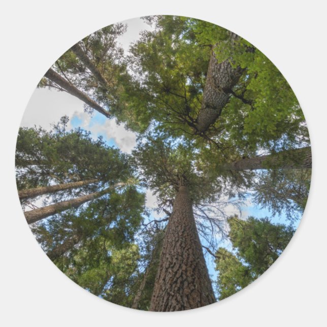 Sticker Rond Le couvert forestier de Douglas (Devant)