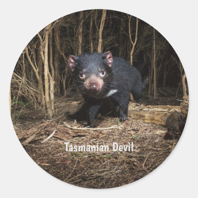 Sticker Rond Le diable de Tasmanie en Australie (Devant)