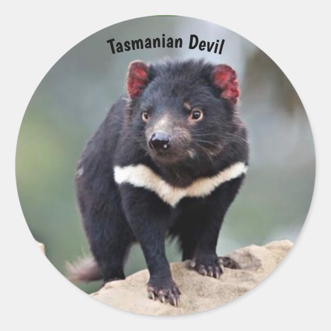 Sticker Rond Le diable de Tasmanie en Australie (Devant)