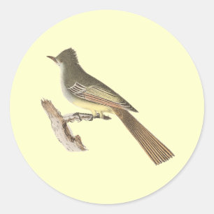 Sticker Rond Le Kingbird Grand-crêté (crinitus de Tyrannus)