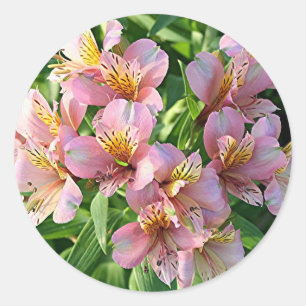Sticker Rond Le lis péruvien (alstroemeria) fleurit en fleur