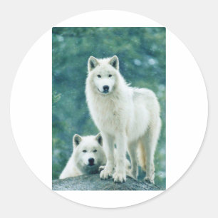 STICKER ROND LE LOUP BLANC