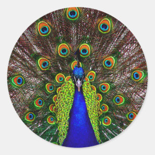 Sticker Rond Le paon