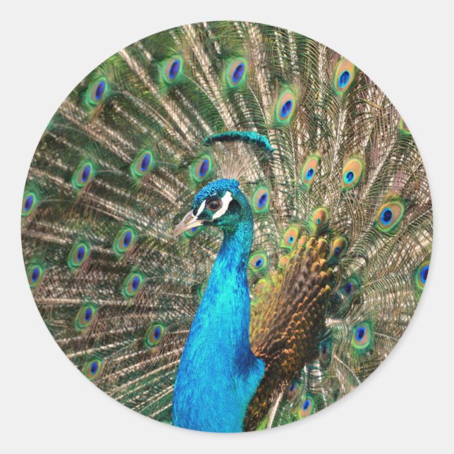Sticker Rond Le paon bleu (Devant)