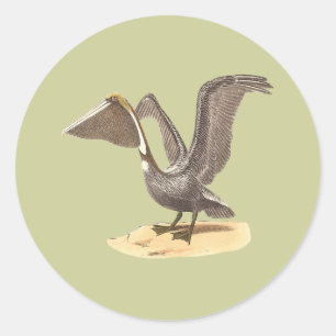 Sticker Rond Le pélican Brown (Pelecanus occidentalis) NY Bird