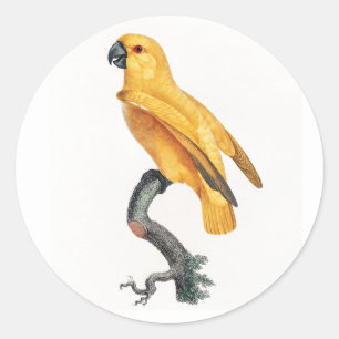 Sticker Rond Le perroquet du Sénégal