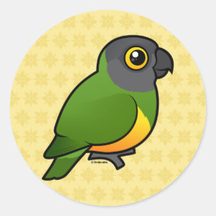 Sticker Rond Le perroquet du Sénégal