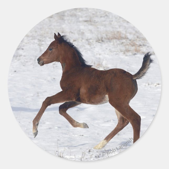 Sticker Rond Le poulain arabe dans la neige (Devant)