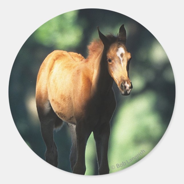 Sticker Rond Le poulain arabe dans les arbres (Devant)