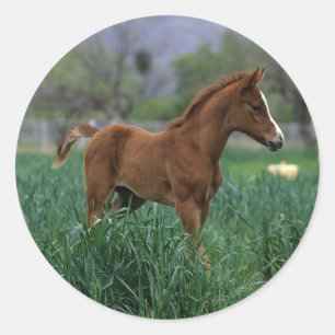 Sticker Rond Le poulain arabe debout