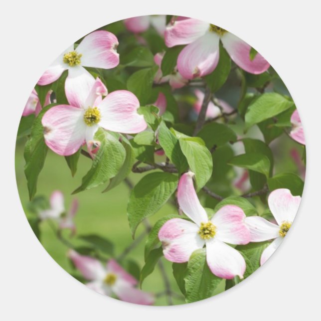 Sticker Rond Le printemps fleurit le bois de chien rose (Devant)