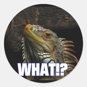 Sticker Rond Le Quoi ! ? Iguana