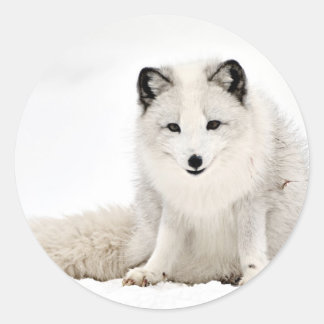 Sticker Rond Le renard arctique dans la neige
