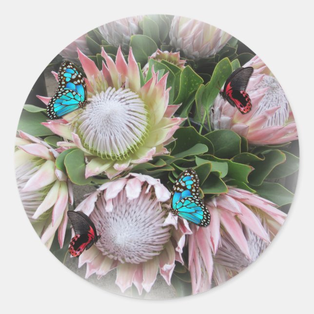 Sticker Rond Le roi Protea (Devant)