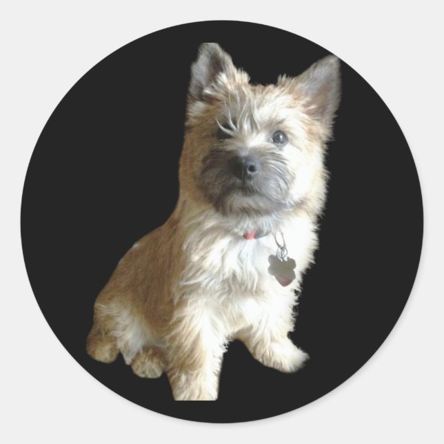 Sticker Rond Le Terrier Cutest Jamais ! Plus mignon que Toto ! (Devant)