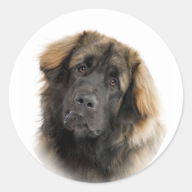 Sticker Rond Leonberger (Devant)