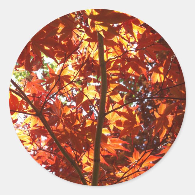 Sticker Rond L'érable japonais au soleil (Devant)