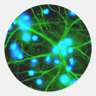 Sticker Rond Les Astrocytes sont des cellules globulaires en fo