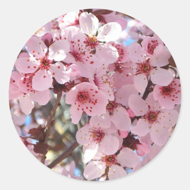 Sticker Rond Les fleurs roses sur l'arbre à fleurs ornemental (Devant)