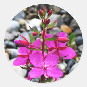 Sticker Rond Les Fleurs sauvages d'algues roses fleurissent au 